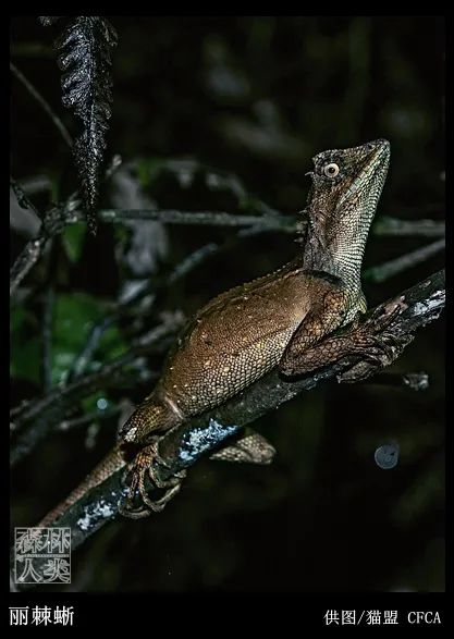 组图丨夜行动物夜幕下的生命世界