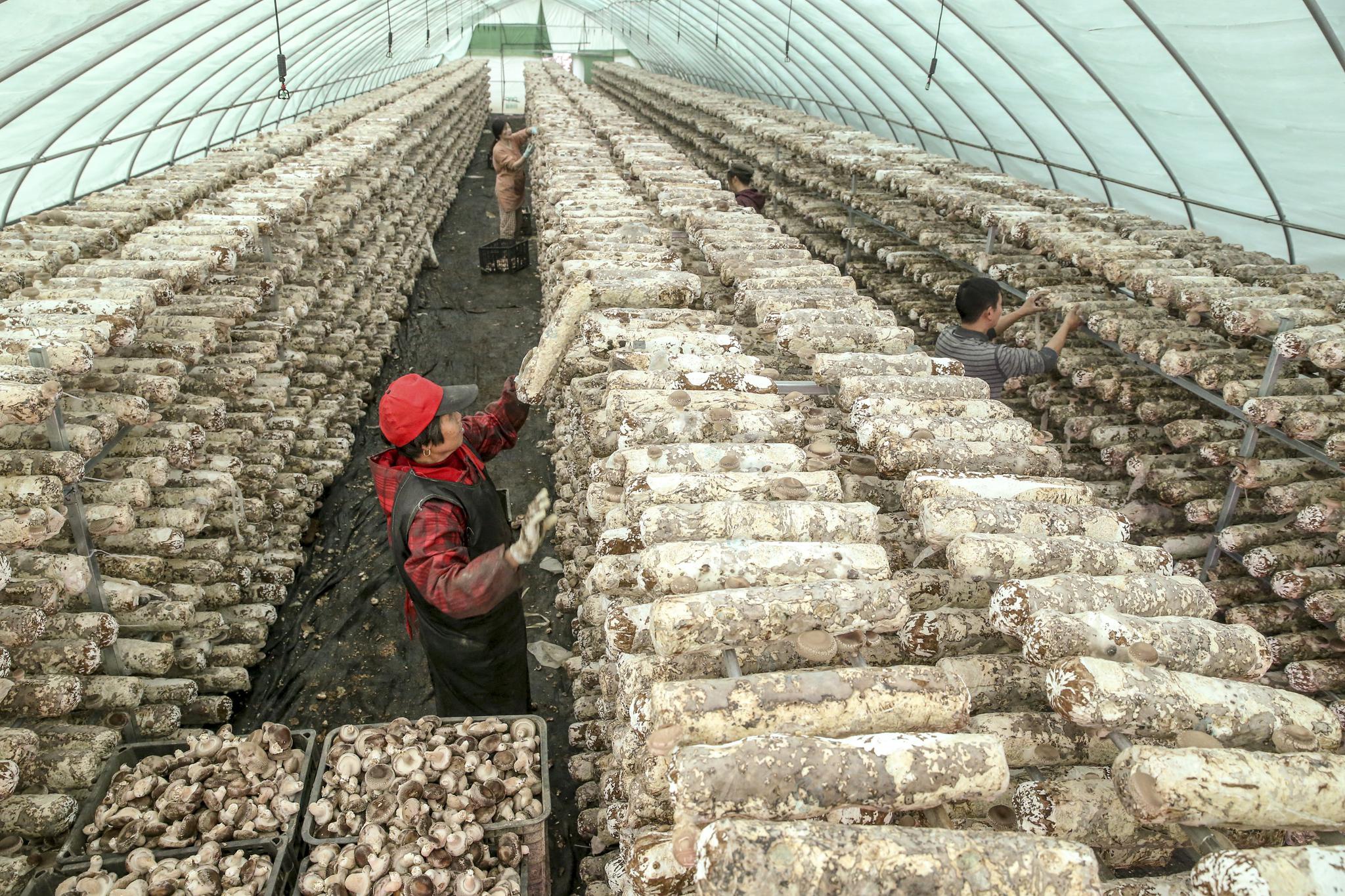 德清:菇棚丰收迎新春|德清|食用菌|大棚_新浪新闻