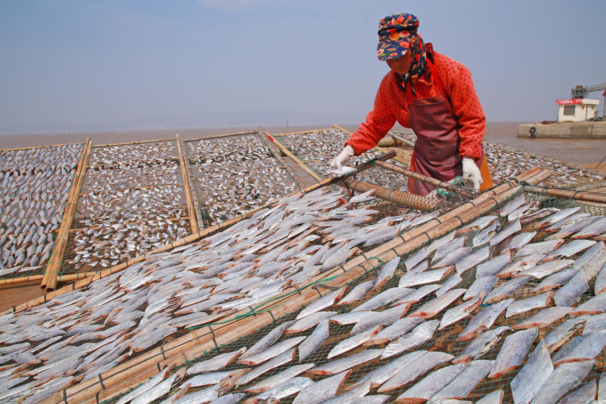 玉环:晾晒鱼鲞过大年