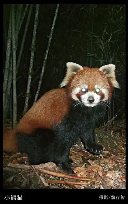 许多野生动物喜欢夜间活动,比如