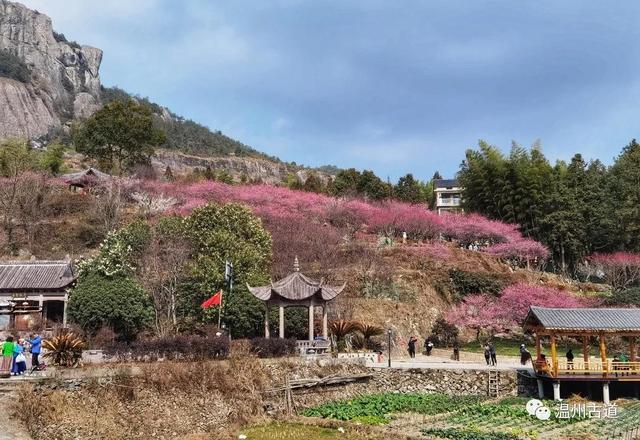 以花为媒,以农促旅梅岙村,位于永嘉东城街道,全村280户,1160余人.