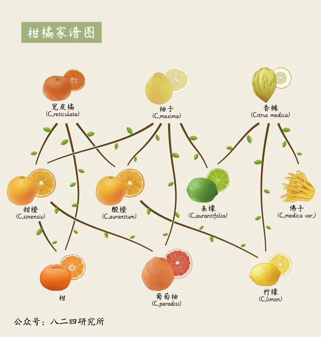 在重庆,哪里的柑橘最好吃?|重庆_新浪新闻