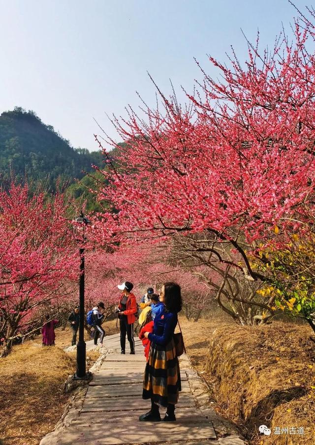 快来绝美的梅岙村观赏醉美梅园,错过待来年|梅园|赏梅|永嘉_新浪新闻