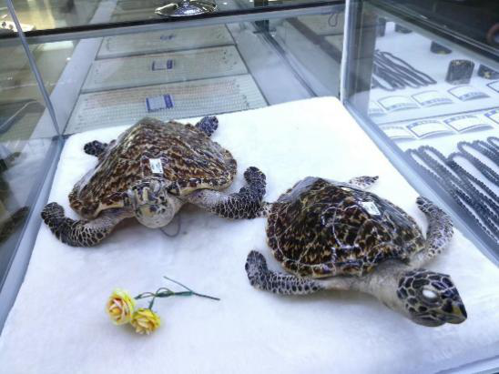 绿海龟及玳瑁活体为主,特别是玳瑁壳做成的工艺品和标本的买卖情况