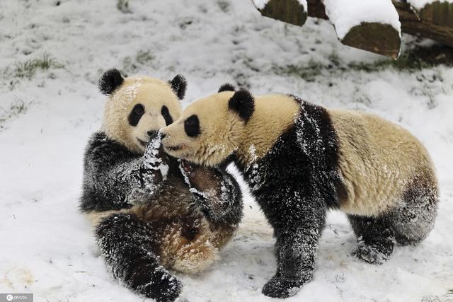 比利时小动物享受冬日雪趣大熊猫雪中嬉戏打闹太萌了