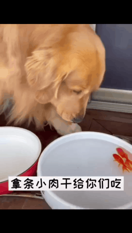 视频中,狗子用嘴叼起金鱼,小心翼翼地把金鱼放到另一个鱼缸里.