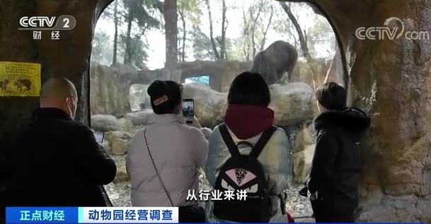 南京红山动物园老虎搬新家引游客大增，多元经营探索二次消费