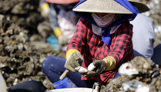 1月13日，广东阳西县程村镇红光村村民在分拣清洗鲜蚝。新华社记者 黄国保 摄
