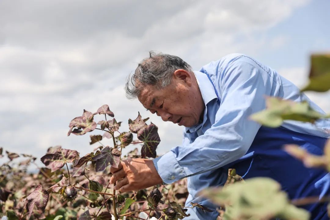 农业芯片卡脖子中国种业如何变局新华视点