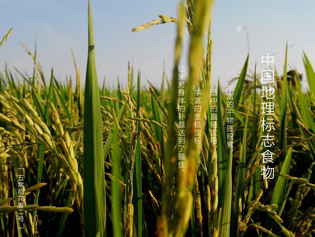 被舌尖上的中国评为中国最好的稻米它赢在哪