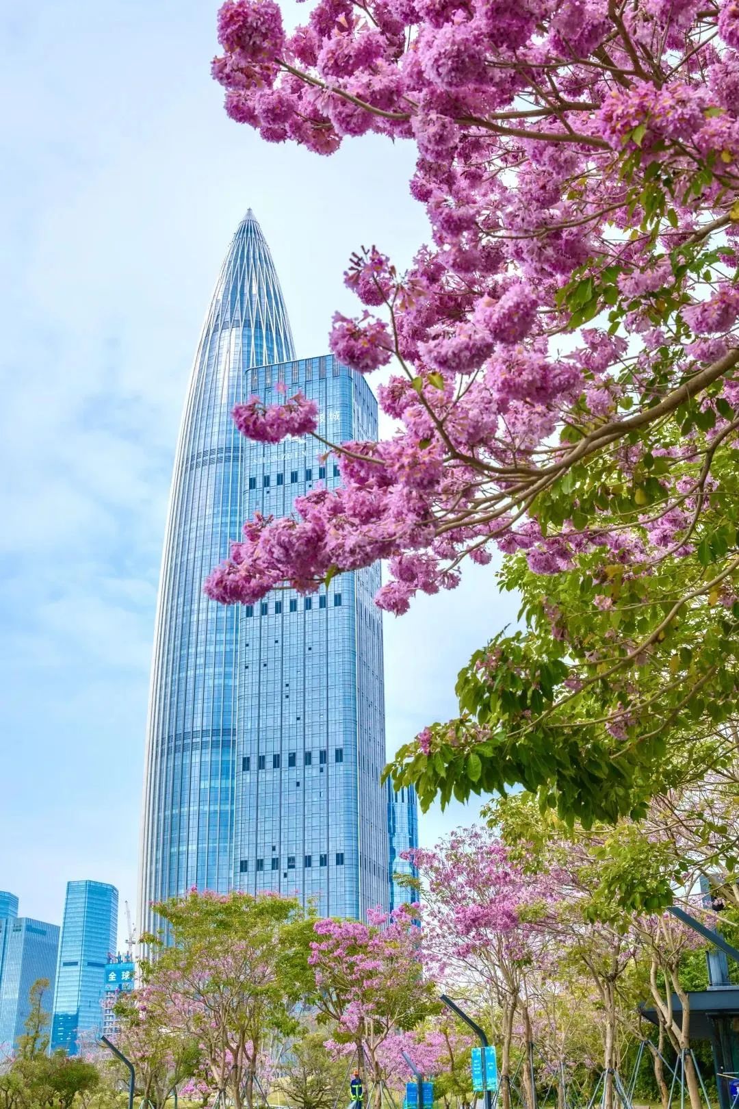 为何今年深圳花开延绵数公里出门就能赏花背后的故事带你看看