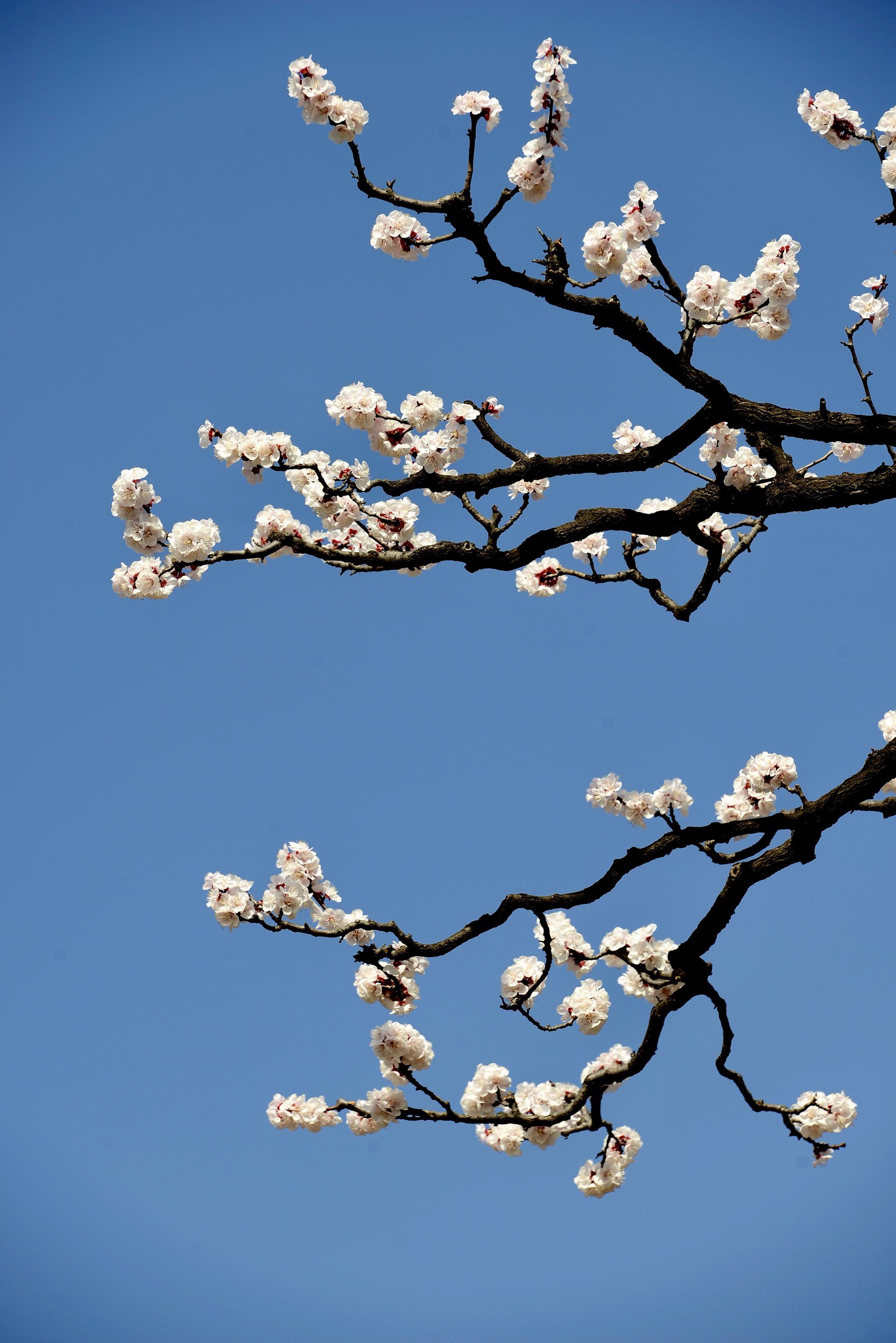 春风拂面绿陕西细语杏花赏蓝田