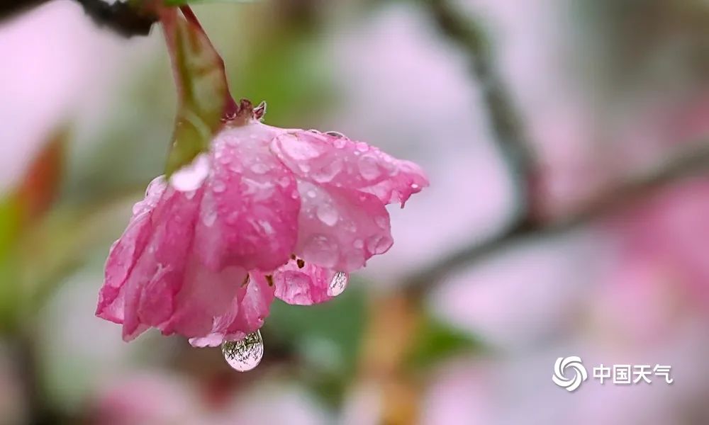 湖南衡阳雨水润春花 海棠花雨中绽放更娇艳