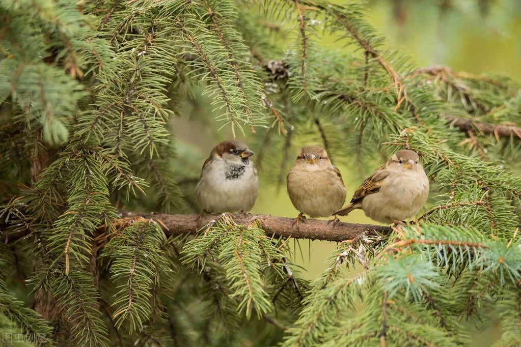 现在我们看到的麻雀竟是进口鸟那么本地麻雀去哪了消灭了