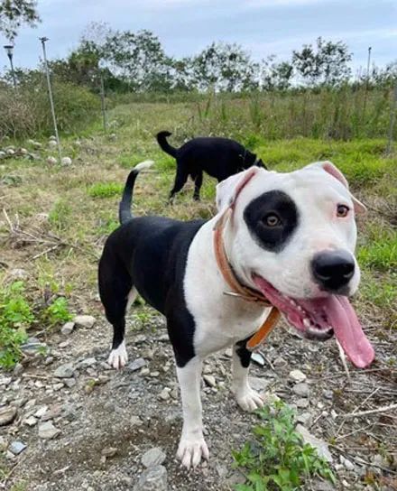 小狗出生就被揍一拳,结果一年后都没有消退,网友:要冰敷一下!