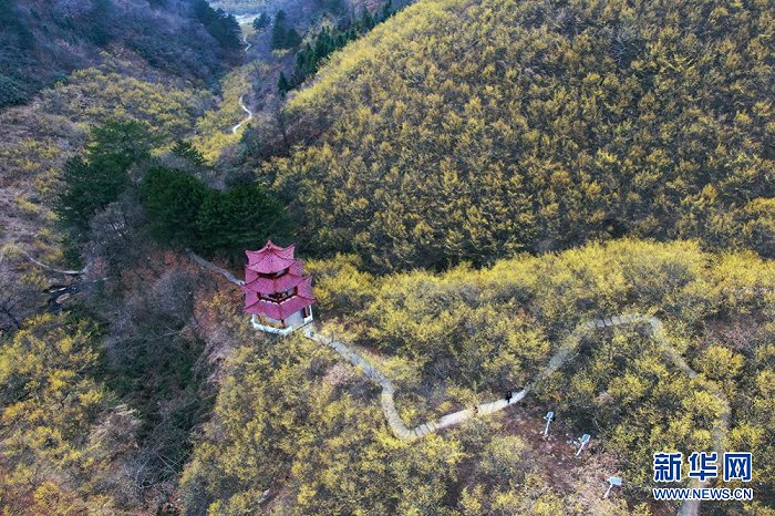 陕西佛坪：10万亩山茱萸花开扮靓秦岭