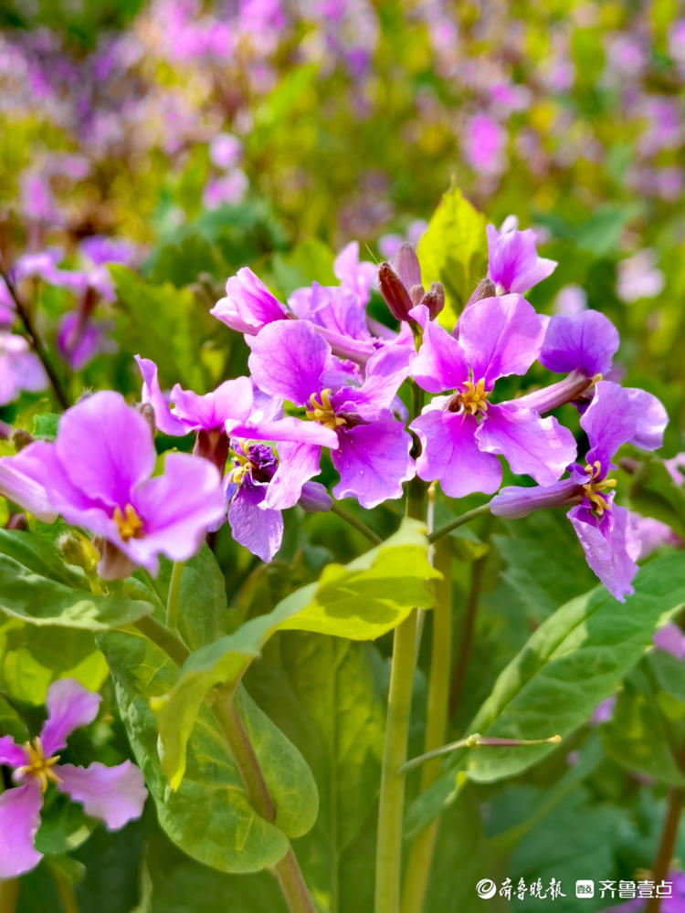 小区花园的银扇草,长得挺像蝴蝶兰