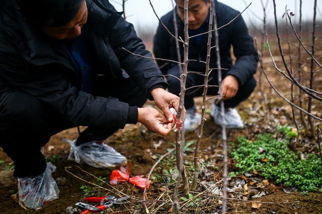 55岁农民大叔靠种树年入百万 植树节当天他透露了这个"致富秘诀"