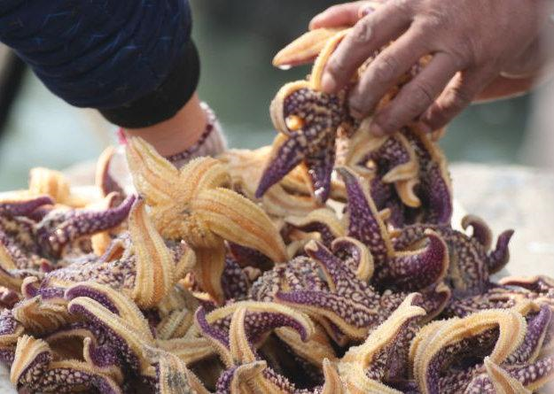 惊了青岛这一海域附近海星泛滥吞食蛤蜊海蛎子网友纷纷请求出战