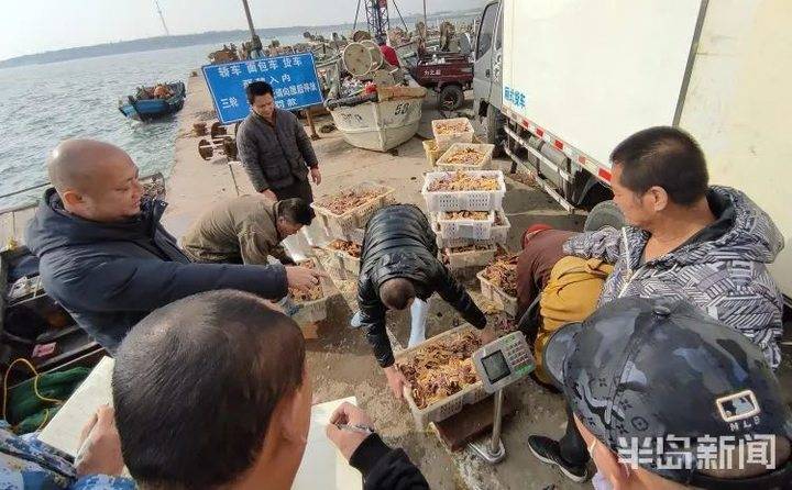 青岛胶州湾,铺天盖地的海星围攻蛤蜊海蛎子!网友:起锅