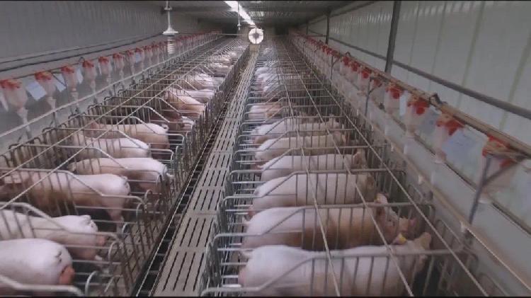 国家级重庆荣昌生猪交易市场研发中心有望今年8月建成