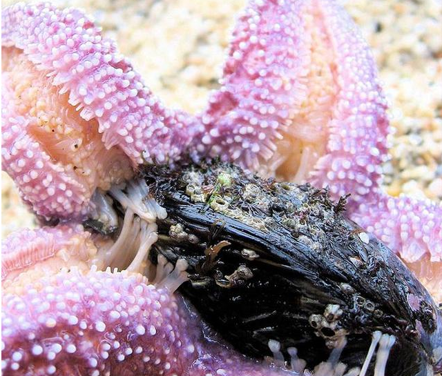 胶州湾红岛附近海星泛滥吞食蛤蜊海蛎子网友纷纷请求出战