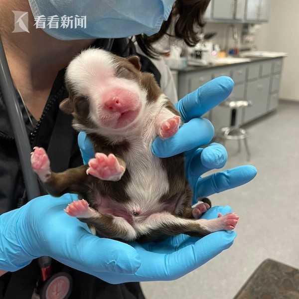 六条腿两只尾巴！美国诞生罕见小狗成为存活首例(图)休闲区蓝鸢梦想 - Www.slyday.coM