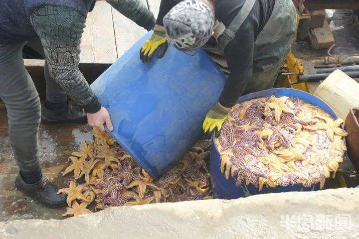 青岛胶州湾,铺天盖地的海星围攻蛤蜊海蛎子!网友:起锅