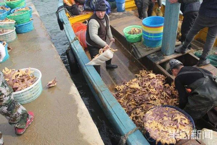 青岛胶州湾,铺天盖地的海星围攻蛤蜊海蛎子!网友:起锅