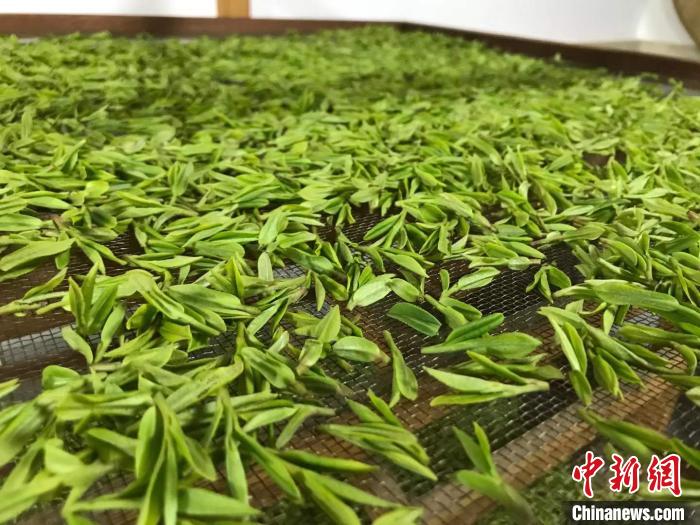 图为西湖龙井茶制作的摊青环节。严磊 摄