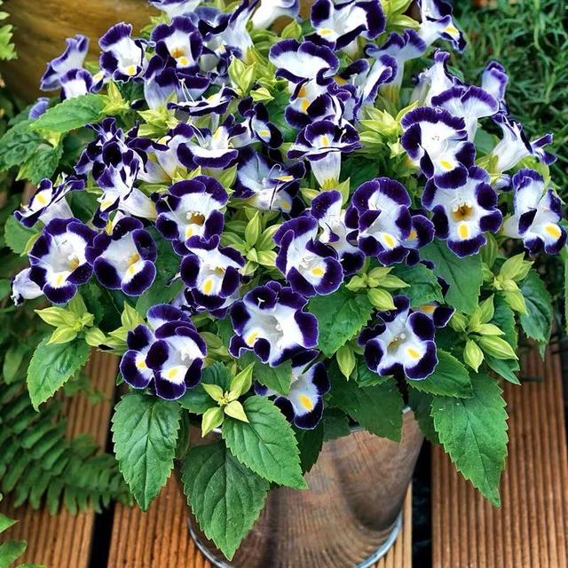 这花又叫蓝猪耳现在种夏天正好开花繁花满枝漂亮极了