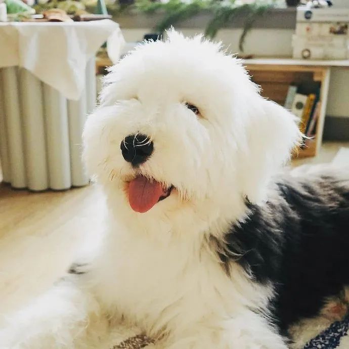 古牧为什么这么好笑再问一百次它也是多乐士