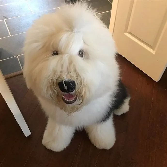 古牧为什么这么好笑再问一百次它也是多乐士