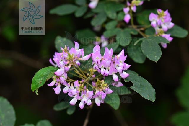 壮筋草见过吗能舒筋活血治肢体麻木半身不遂