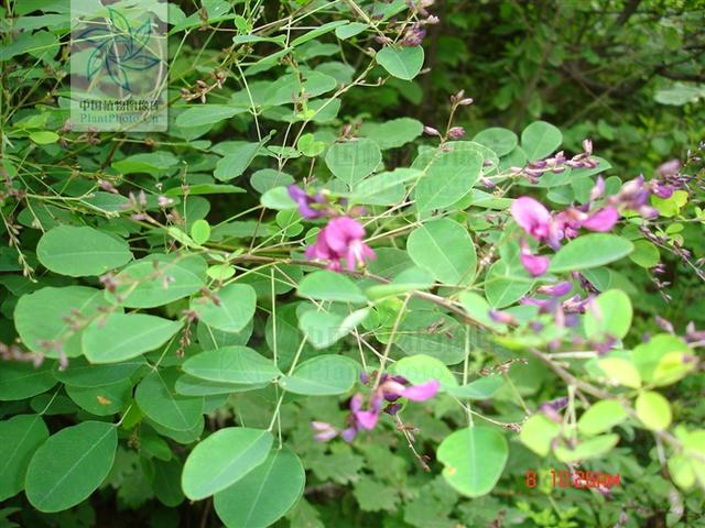 壮筋草见过吗能舒筋活血治肢体麻木半身不遂