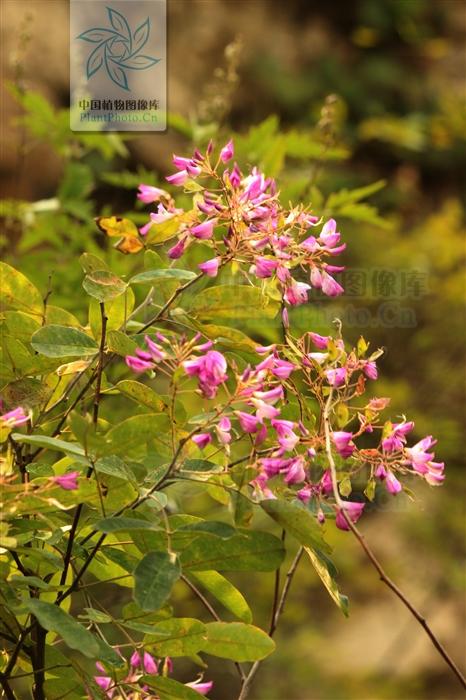 壮筋草见过吗能舒筋活血治肢体麻木半身不遂