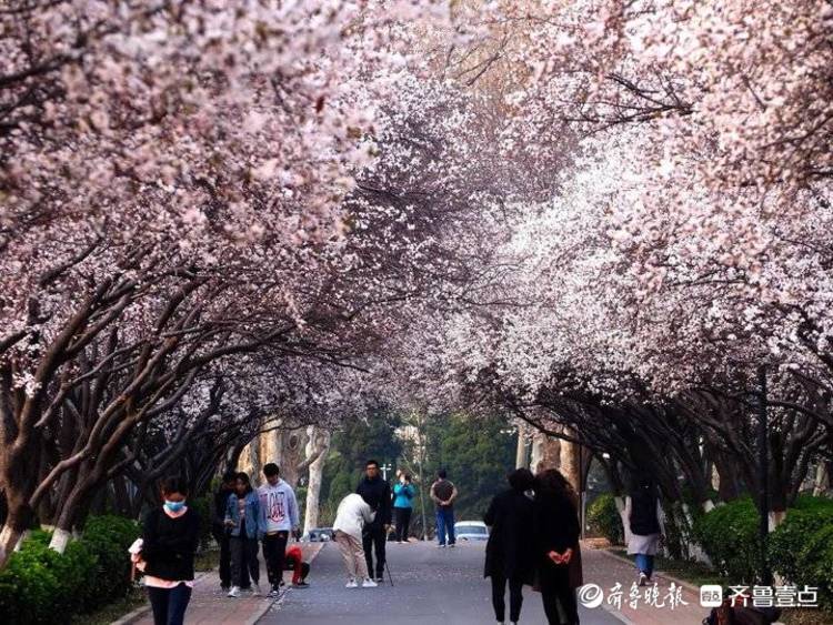 山东师大樱花大道开了灿若云霞落花如雨