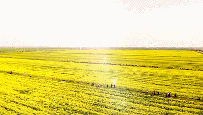 春风十里有醉人花海在等你