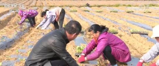 多地抓农时早稻育秧 助农贷款入田间为春耕春管打好基础