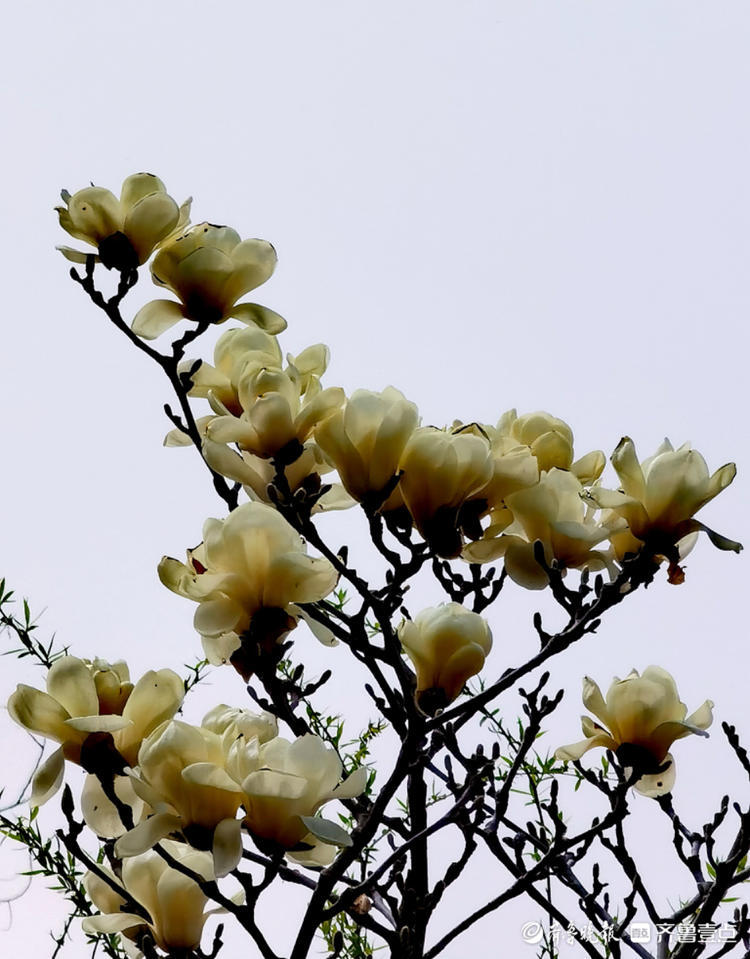 洪山广场上,各色玉兰花争相盛开|李春英|洪山广场|玉兰花_新浪新闻