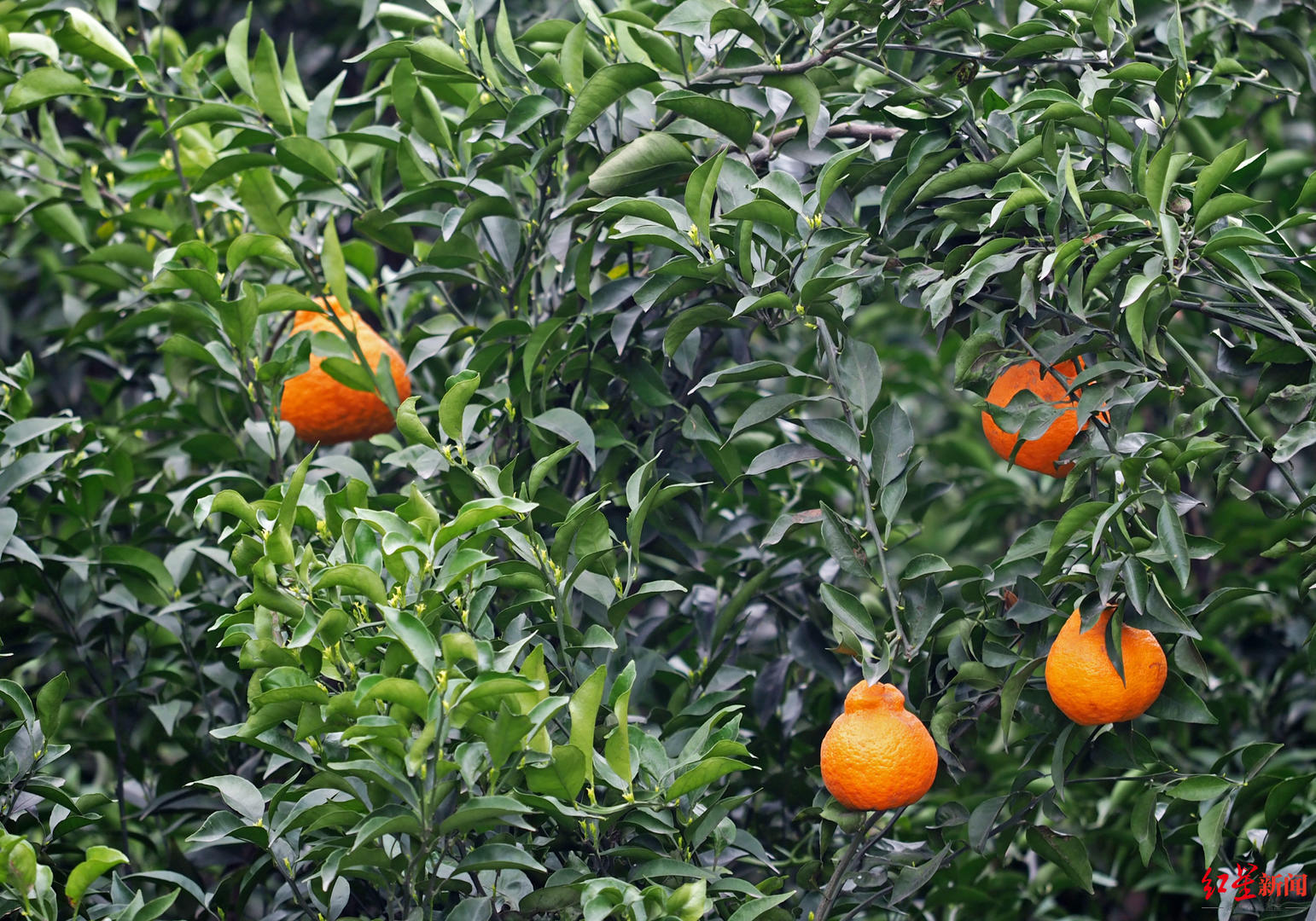 成都蒲江丑柑总销量已达25万件晚熟柑橘种植技术规程正式发布