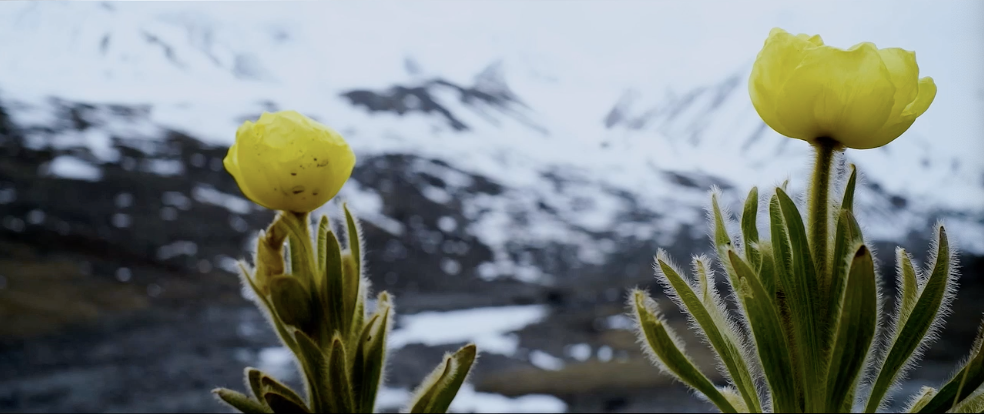 人们在这里追溯冰原植物的演变与繁盛