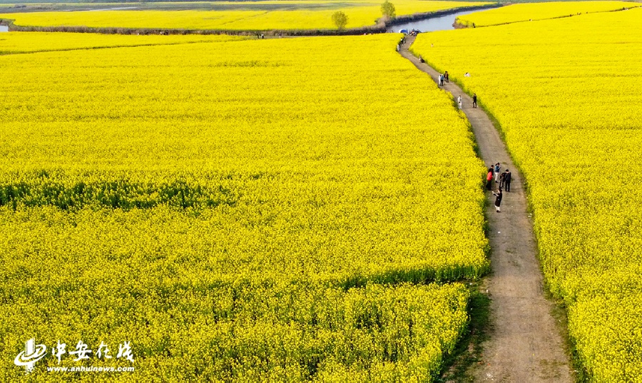 安徽阜南:蒙洼湿地万亩油菜花成网红打卡地