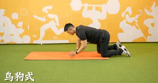 动作3 /鸟狗式要点:六点支撑,腹部放松,手或手肘支撑,慢慢抬起和放下