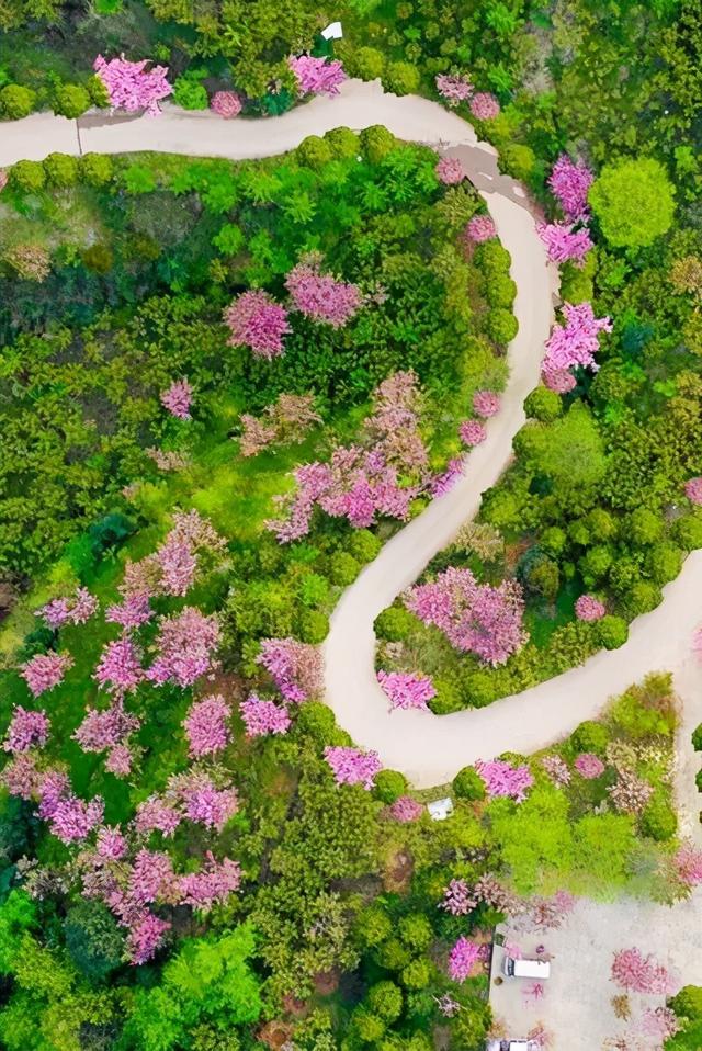 最快05h淋一場櫻花雨大成都10處賞櫻地大半都能免費耍