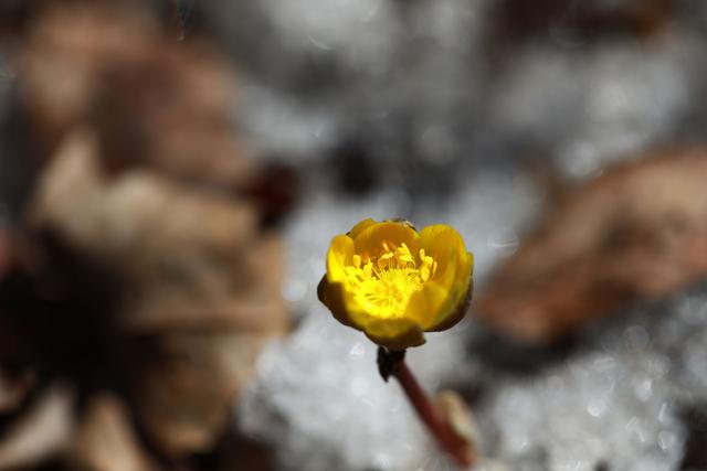 吉林长春冰凌花破冰盛开 冰凌花 长春 福寿草 新浪新闻