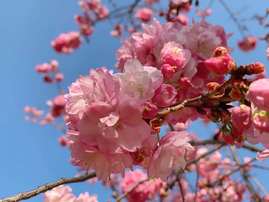 昆明圆通山樱花绽放&nbsp;杨静&nbsp;摄