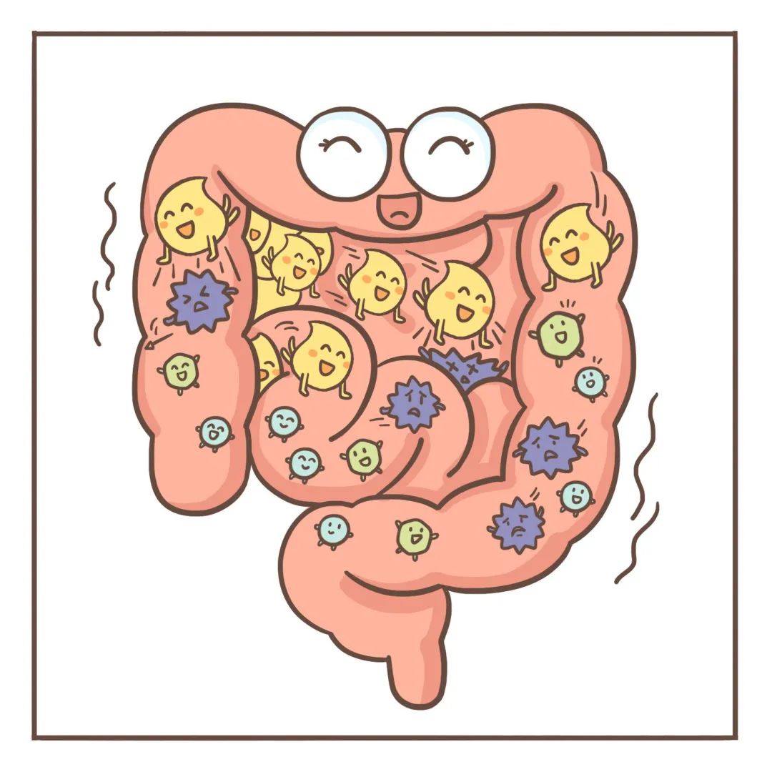 肚子,肚子胀,肚子痛这些困扰的小伙伴都很可能存在肠道菌群紊乱的问题