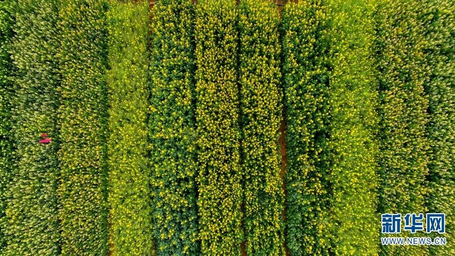 航拍视角下的彩色油菜花田.新华网发(云南农业大学供图)