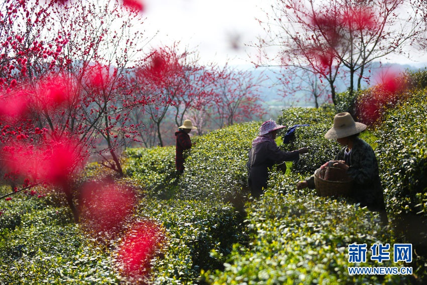 邱新明 摄武汉市新洲区凤凰镇地处革命老区,近年大力发展茶叶支柱产业